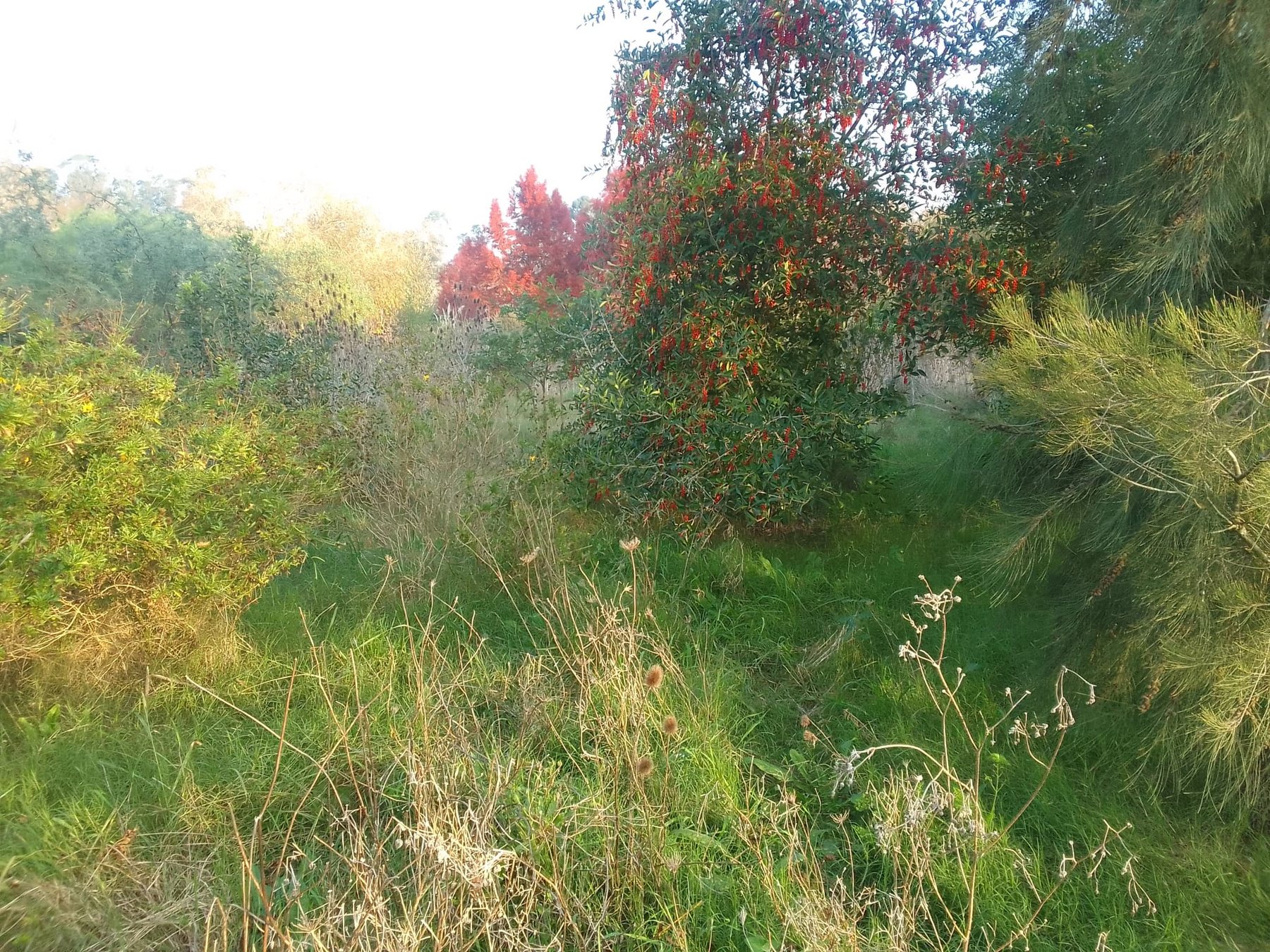 Bosque y biodiversidad en regeneración