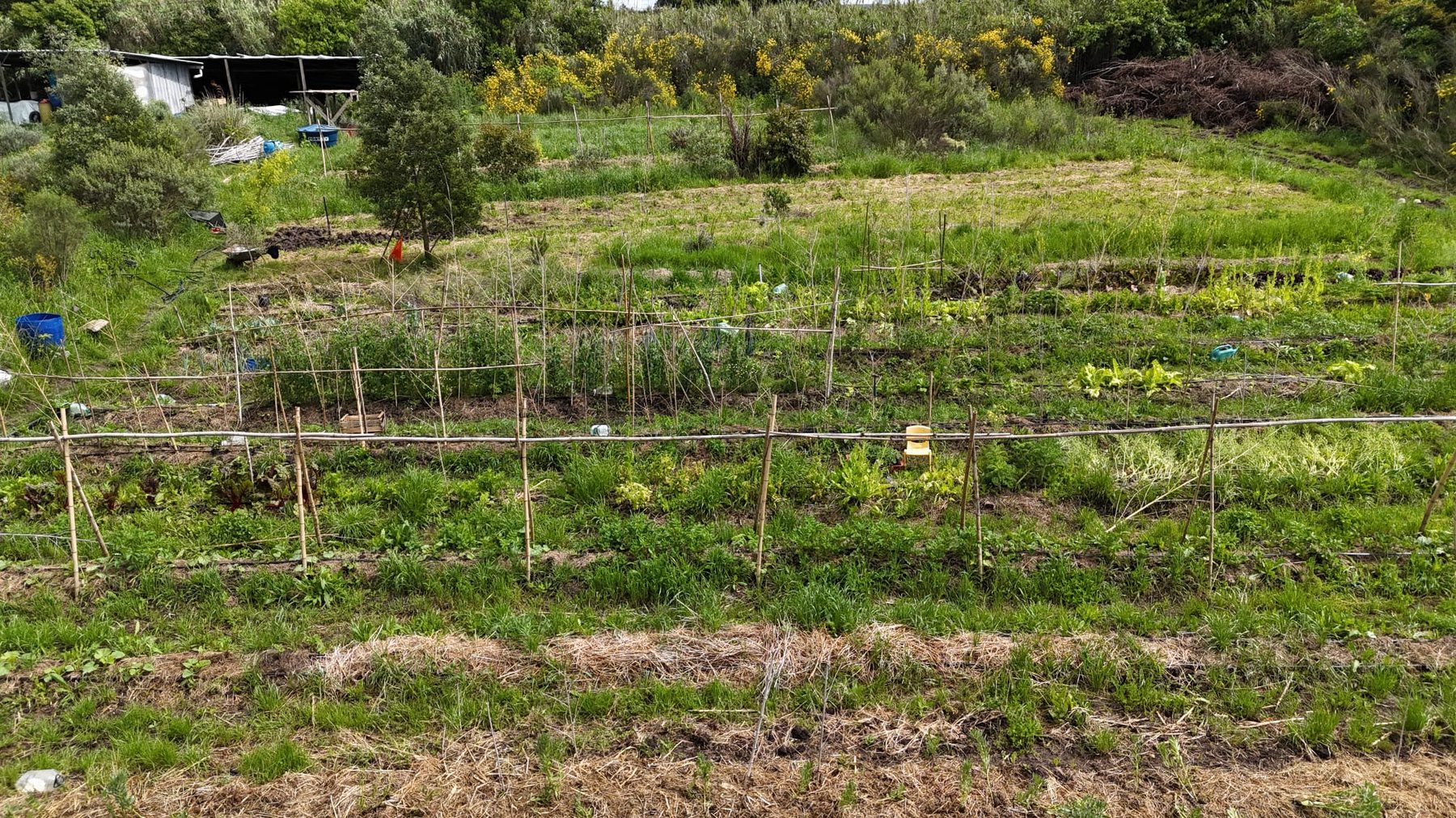 Huerta regenerativa en Tierra Arcoiris